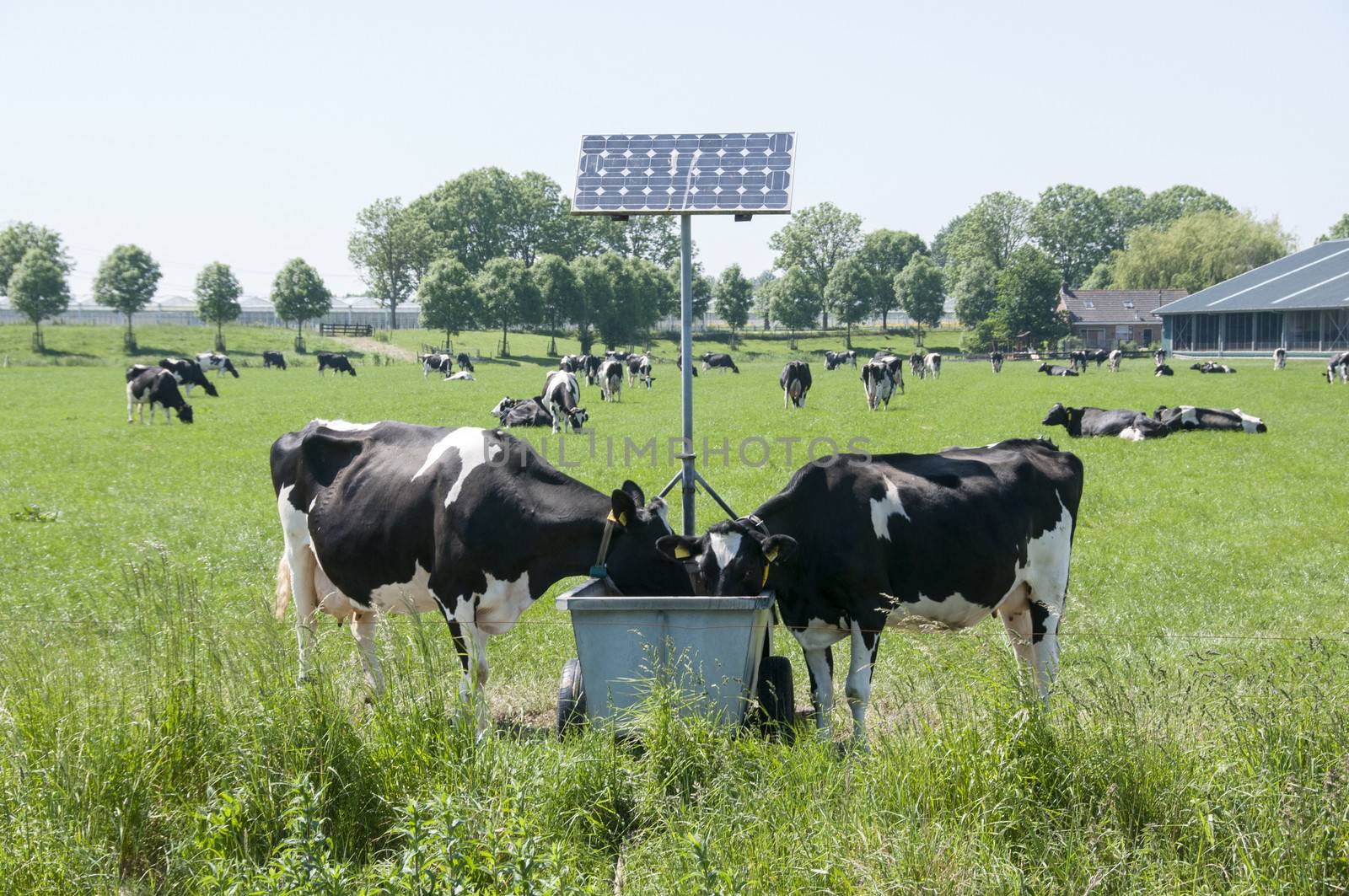 cows drinking   by compuinfoto