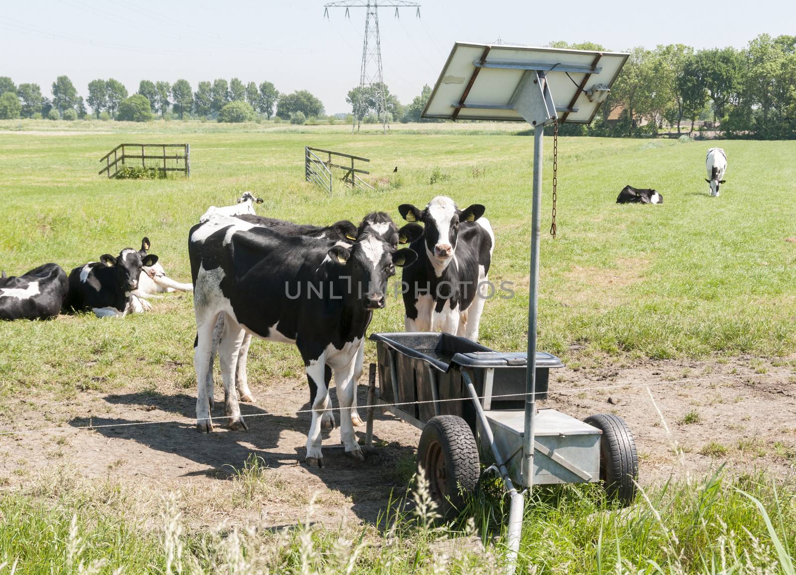 cows drinking with sun energy pannels for heating