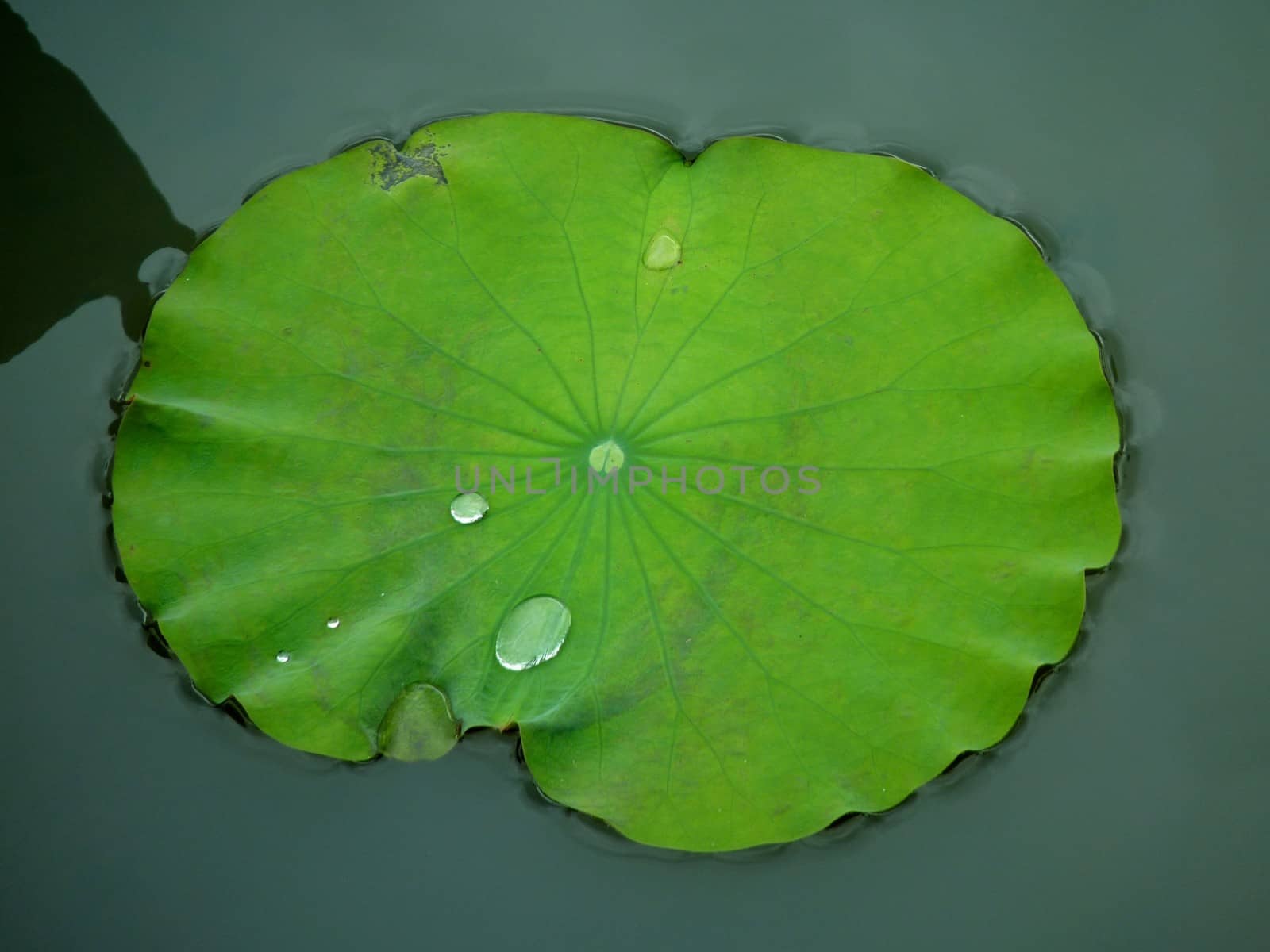 Nenuphar leaf in Vietnam