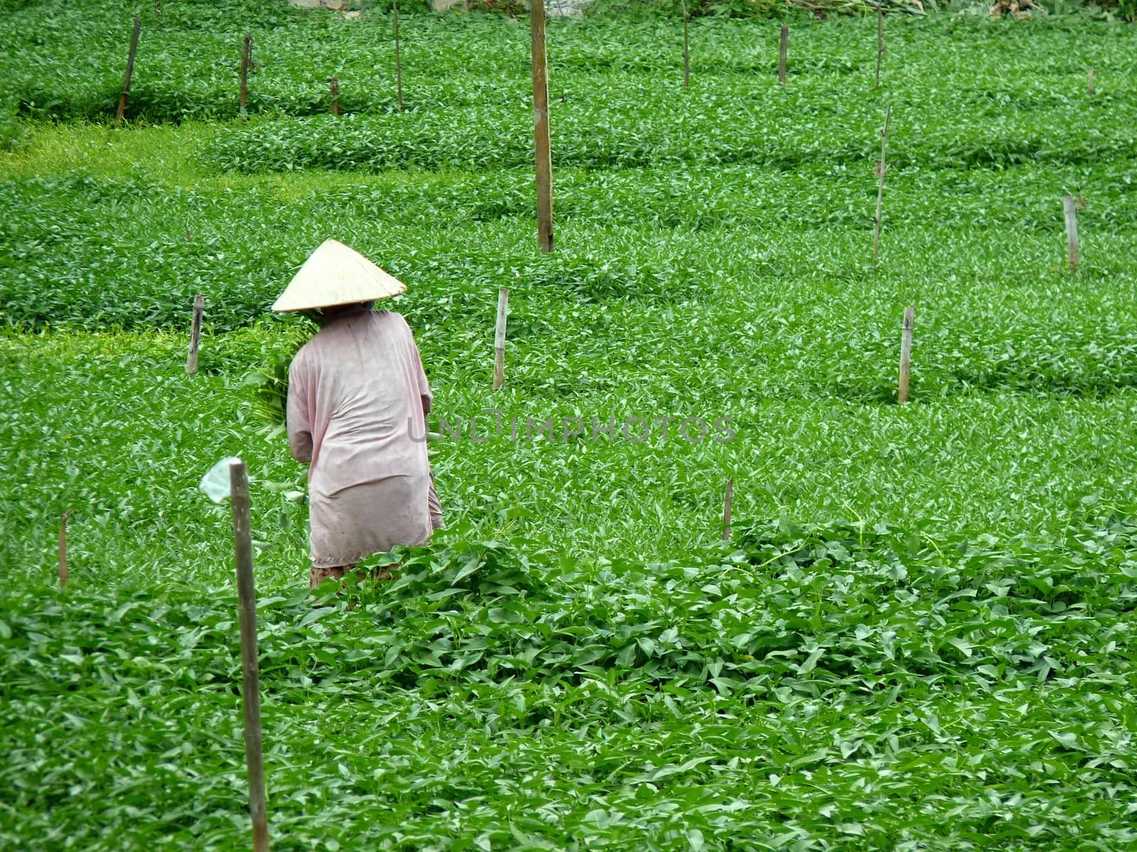 Farmer hard working in Hoi An, Vietnam