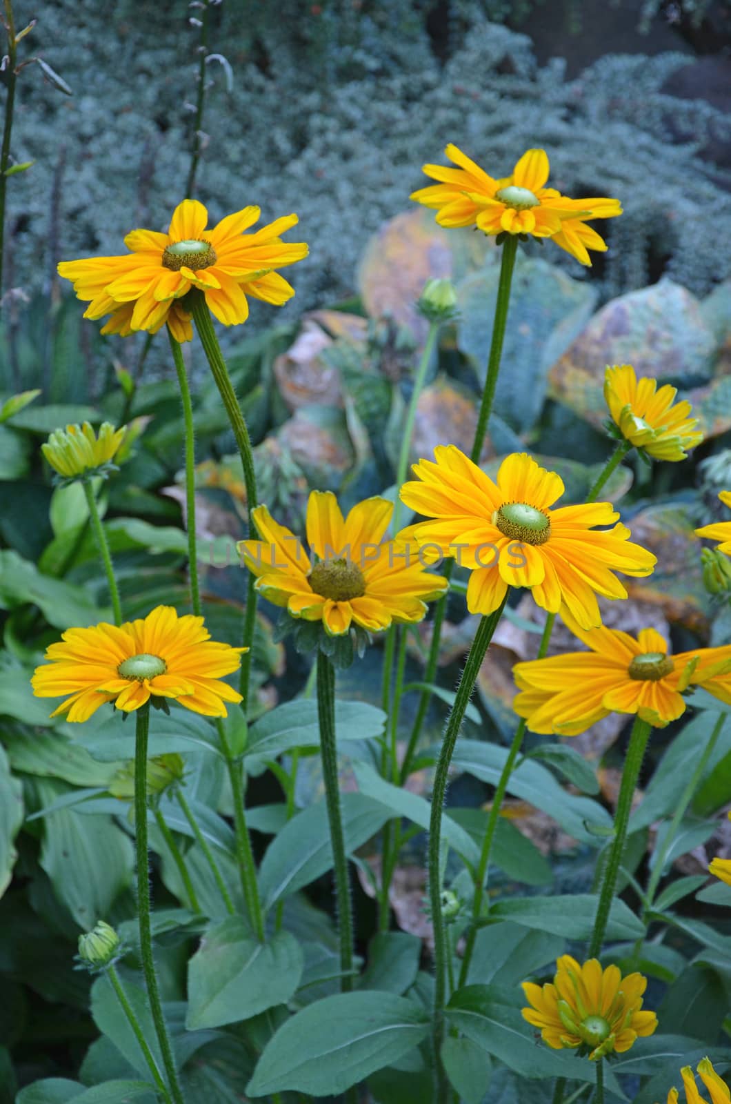 Beautiful yellow black-eyed susan flowers in summer garden