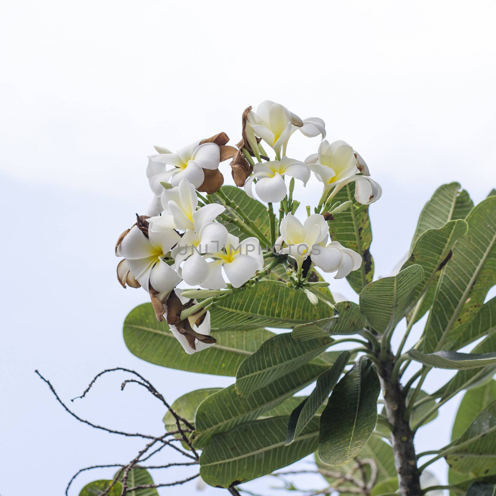 Frangipani flowers on white sky nature background