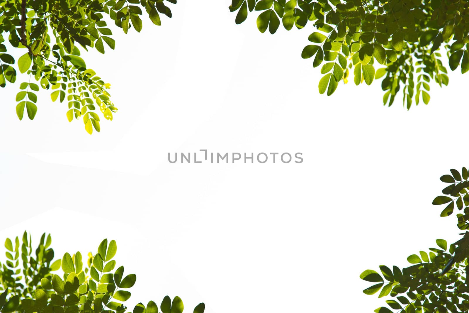 Green leaves with frame on white background