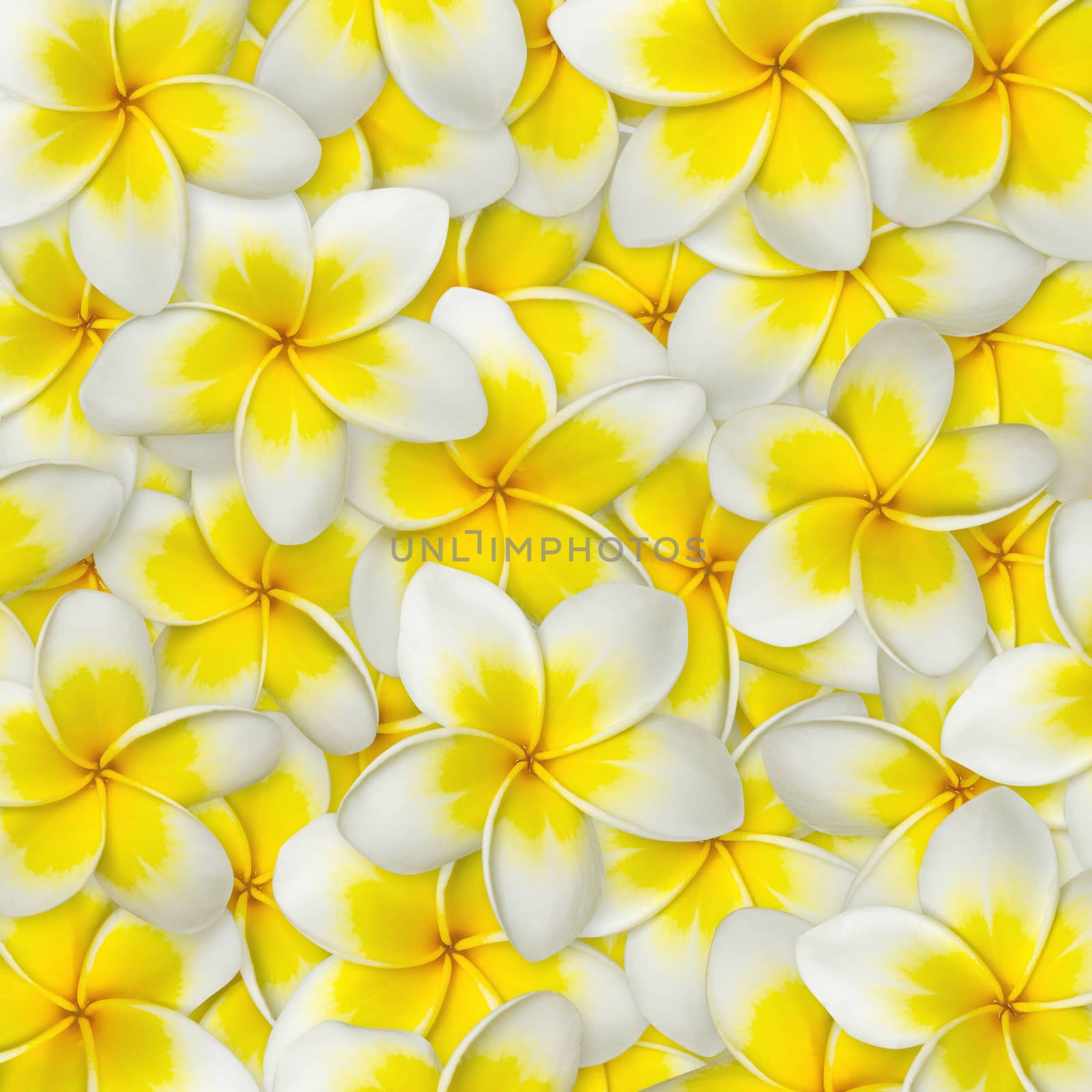 Frangipani flower yellow and white color for background