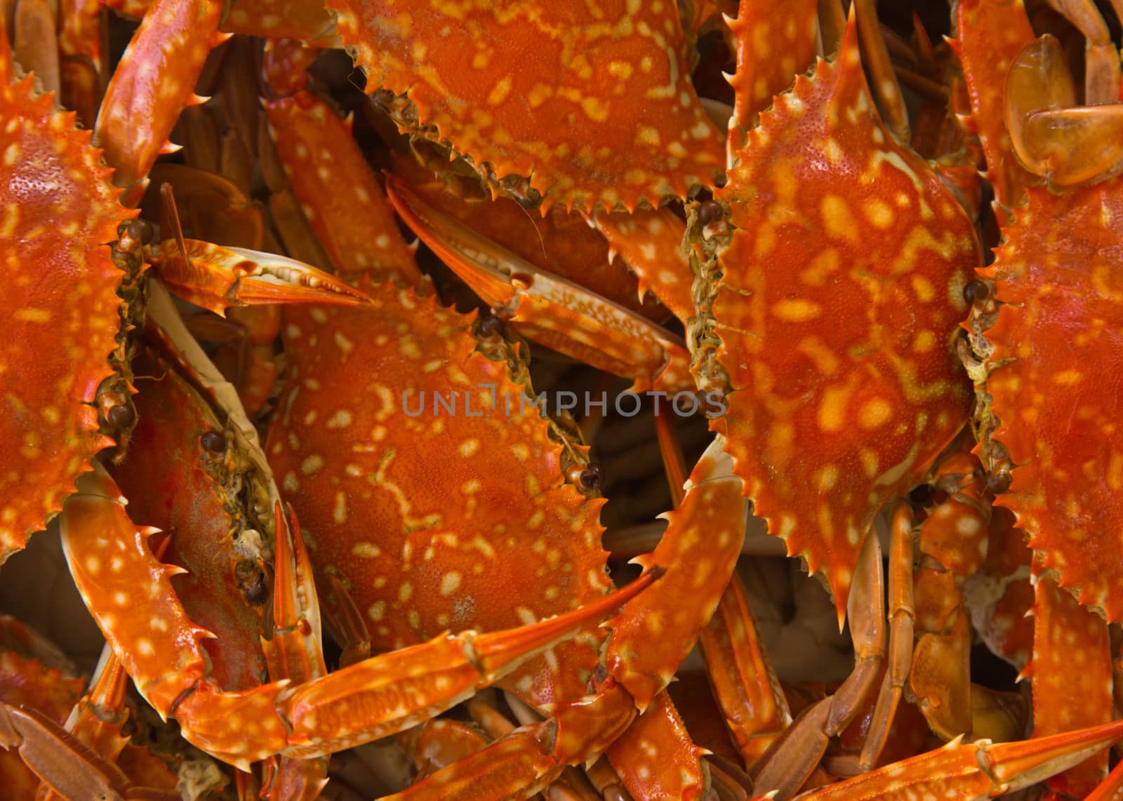 Cooked blue crab boiled for with background