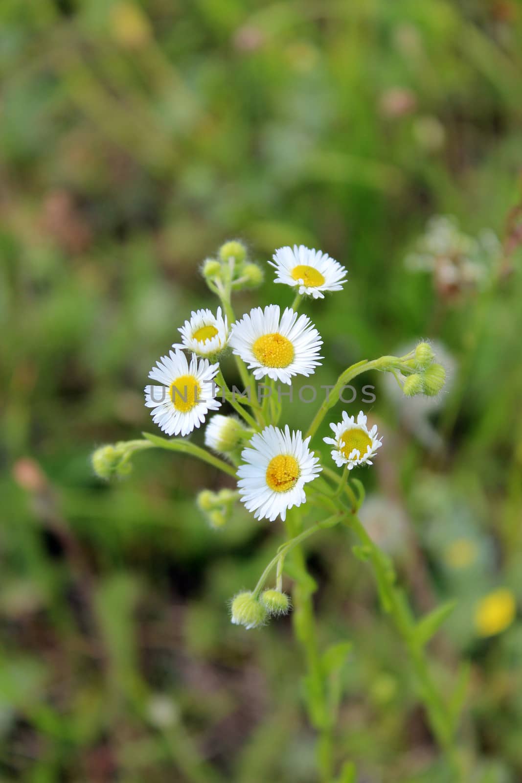 the image of two white beautiful chamomiles