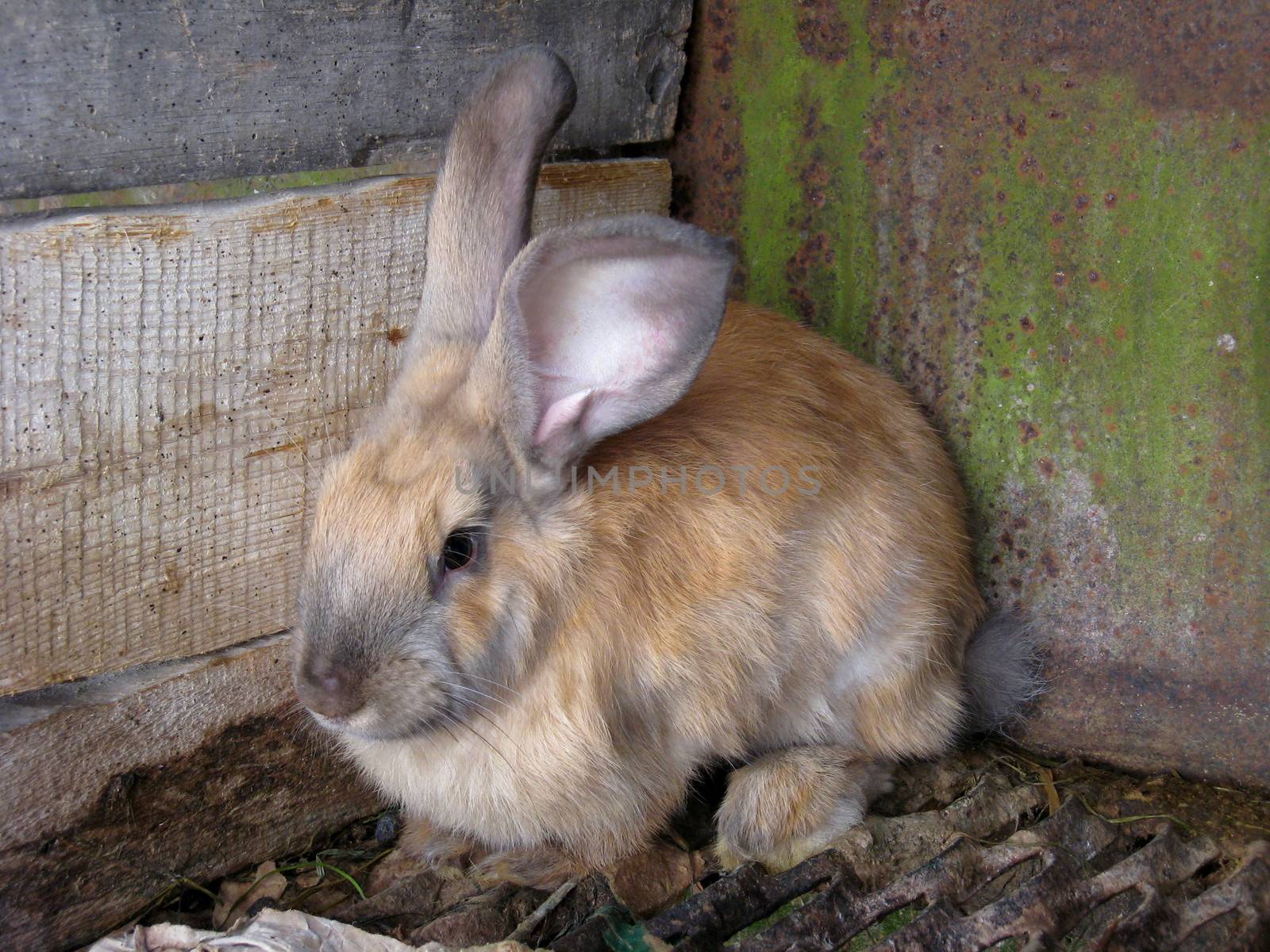 brown small nice rabbit by alexmak