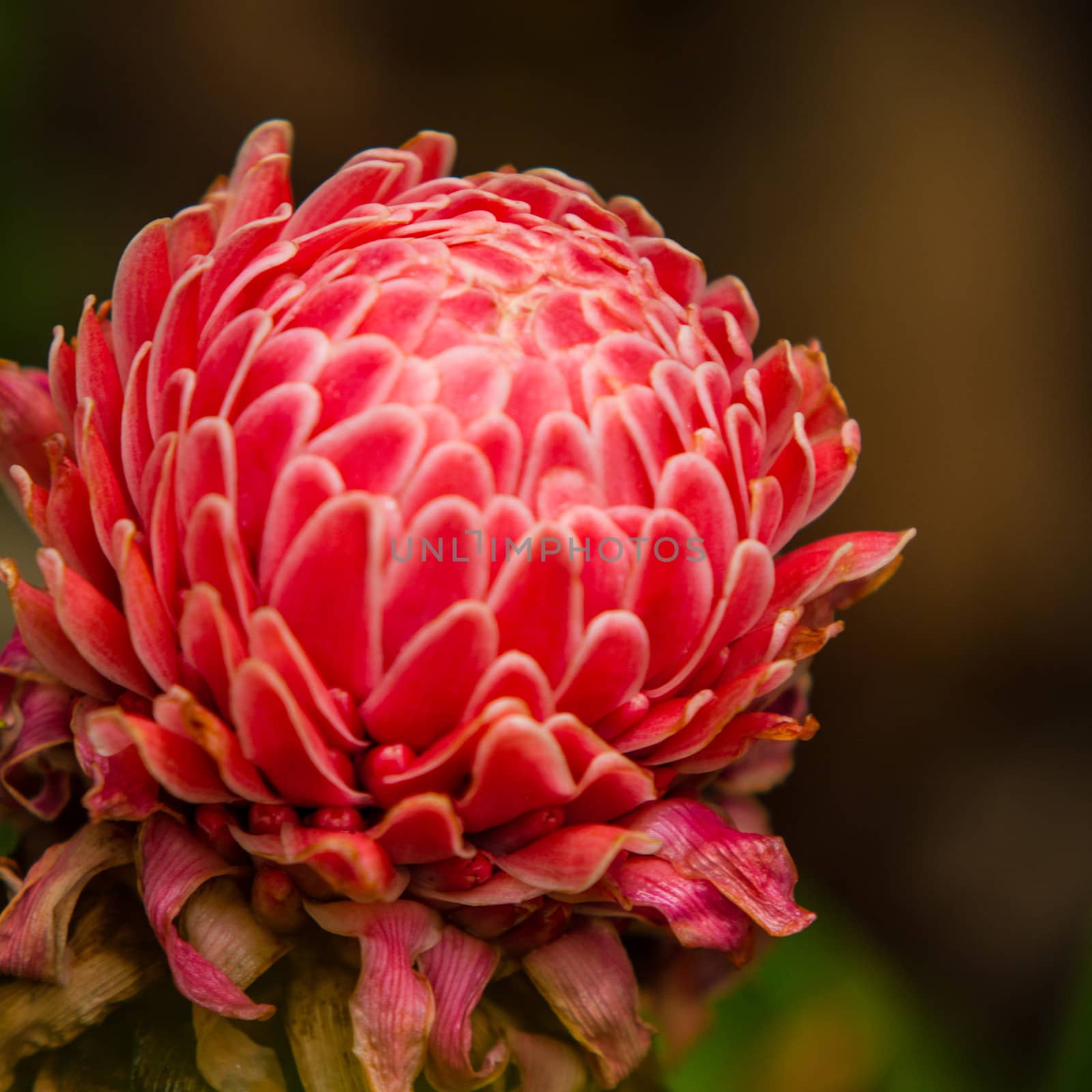 Flower red torch ginger or etlingera elatior