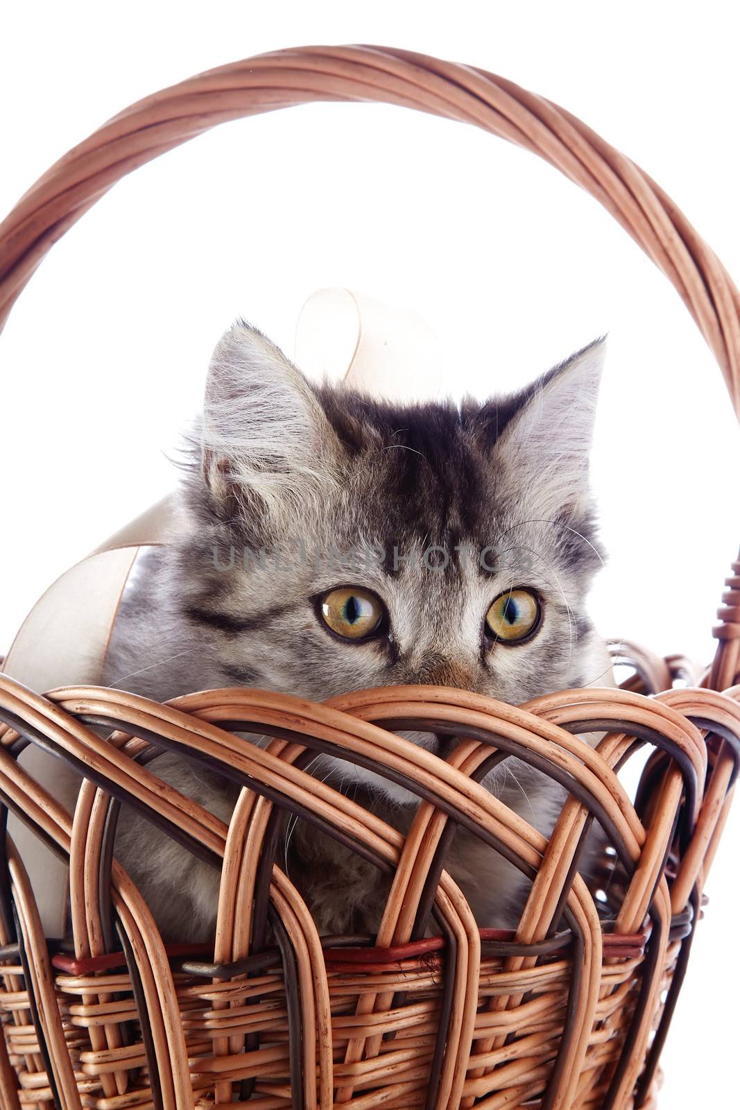 The striped cat looks from a wattled basket. Fluffy cat with yellow eyes.  Striped not purebred kitten. Kitten on a white background. Small predator. Small cat.