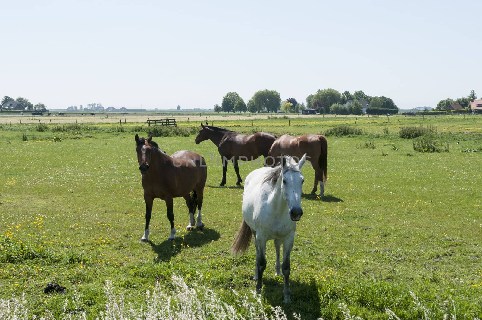 brown and white horses in dutch landscape by compuinfoto