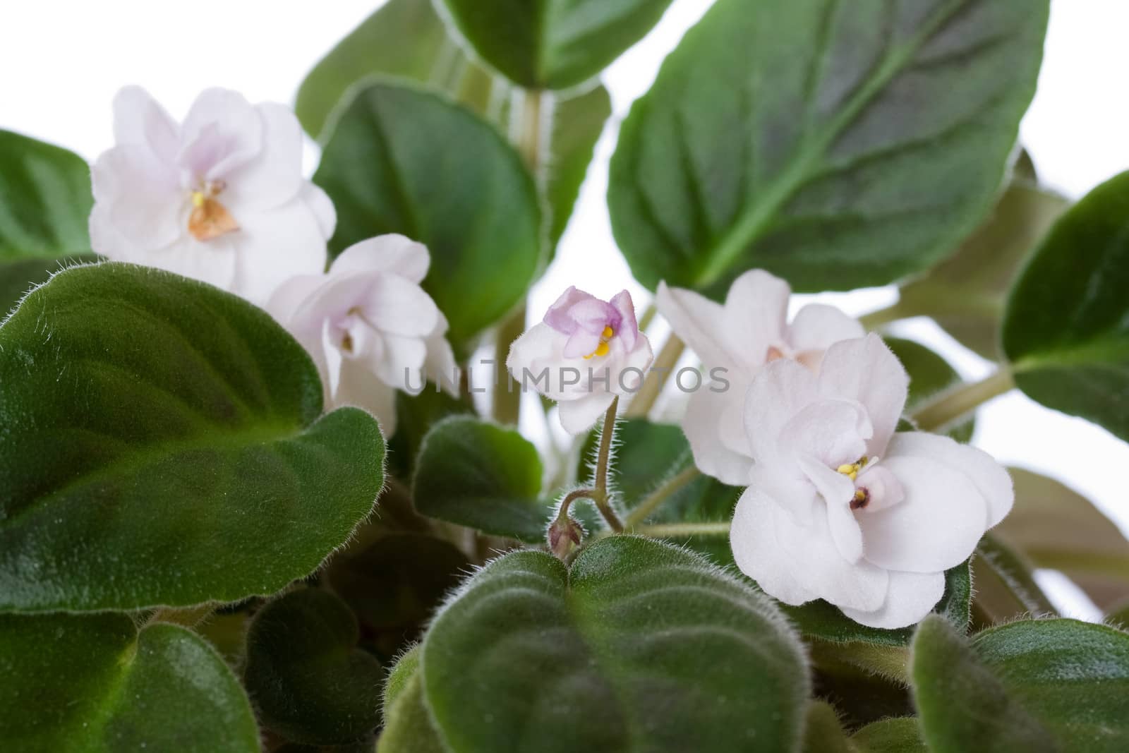 Macro of an African violet isolated white background