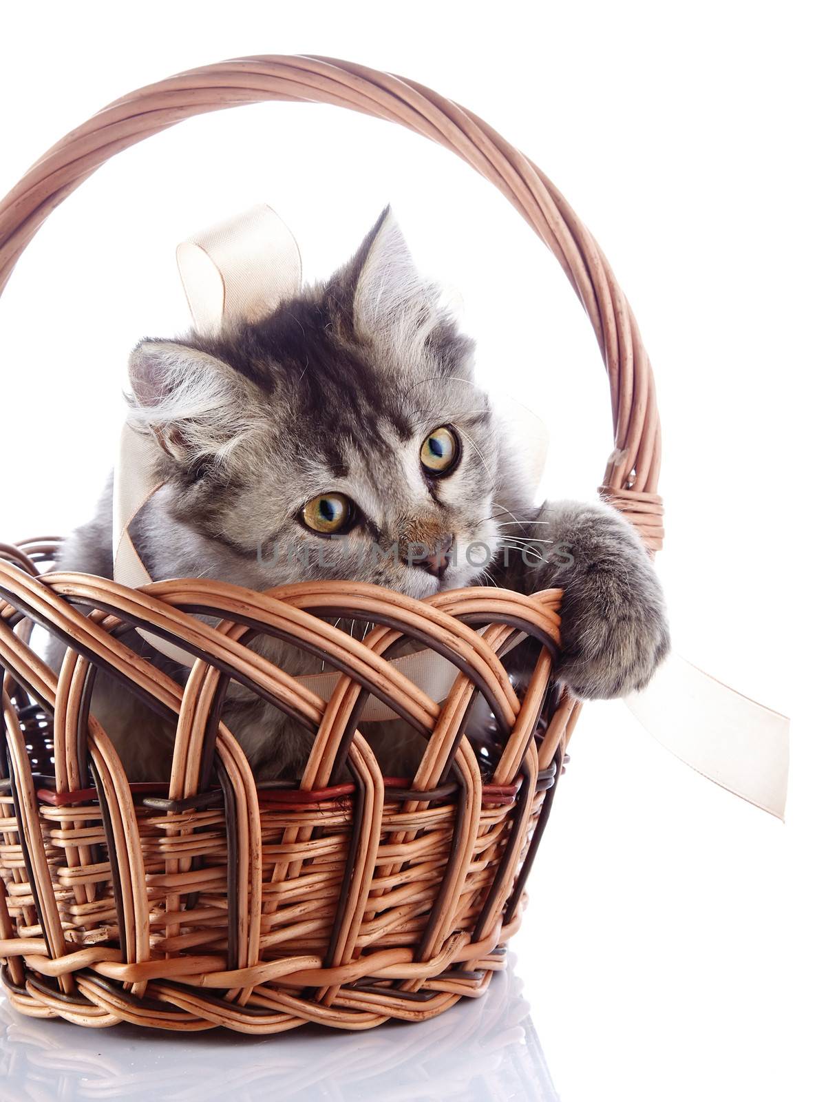 Cat in a wattled basket plays with a tape. by Azaliya