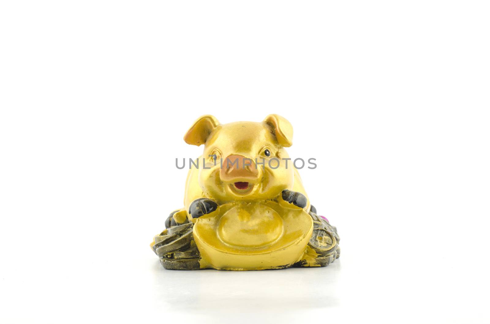 gold pig on coin isolated with white background