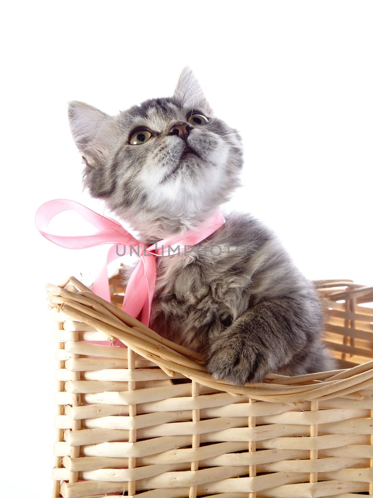 Cat in a wattled basket. Fluffy cat with yellow eyes.  Striped not purebred kitten. Kitten on a white background. Small predator. Small cat.