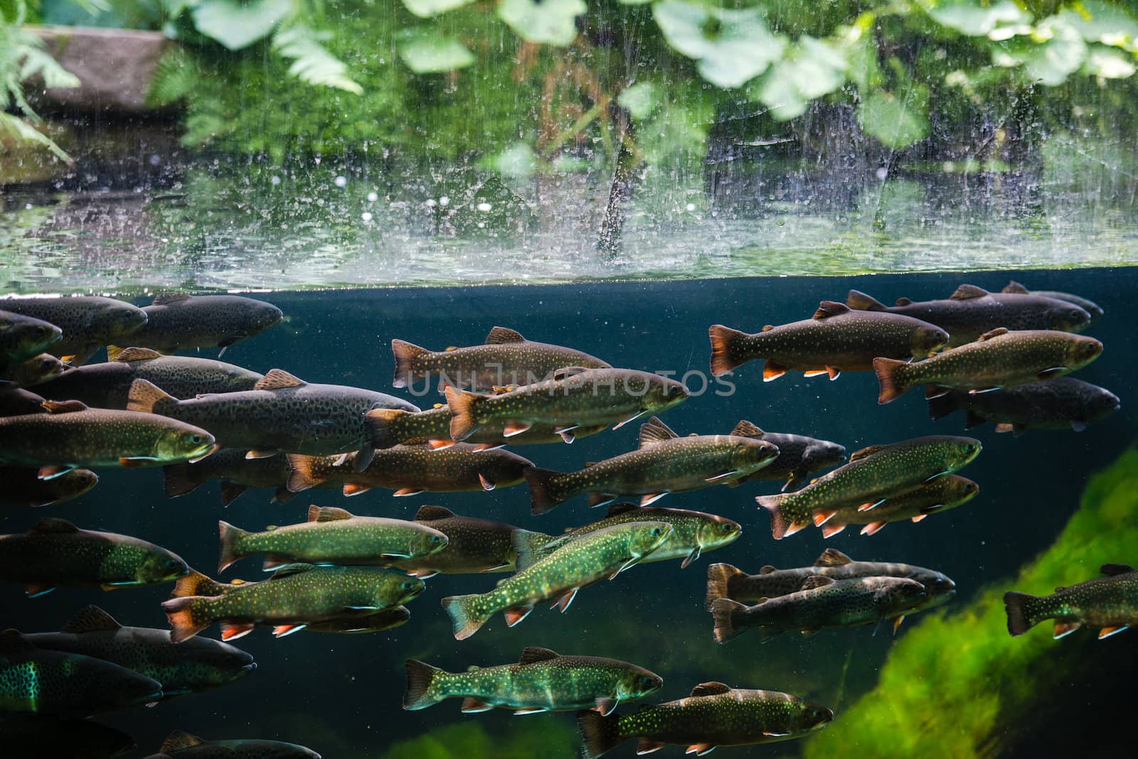 Flock of rainbow trout swimming in blue green water seen through aquarium window