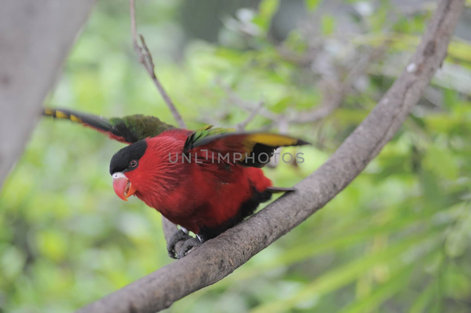 One Very Colored Parrot in a Park in Tenerife, Spain