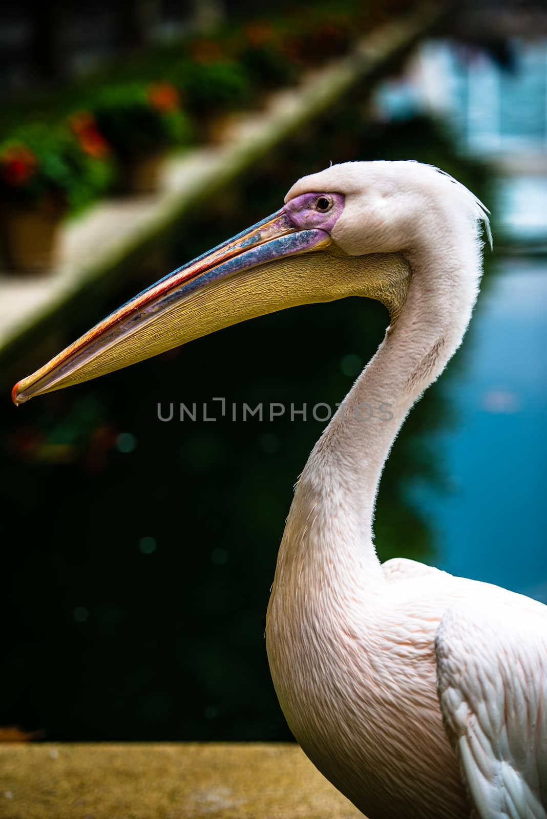 Pink pelican portrait with head and beak, selective focus