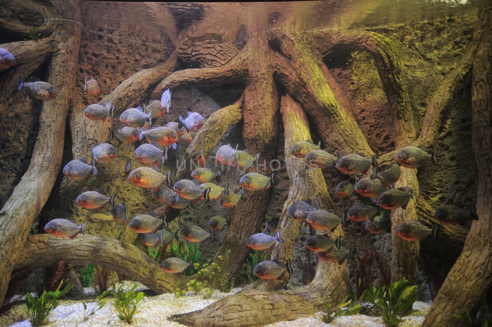 Some Orange Piranhas into the Hot Tropical Water