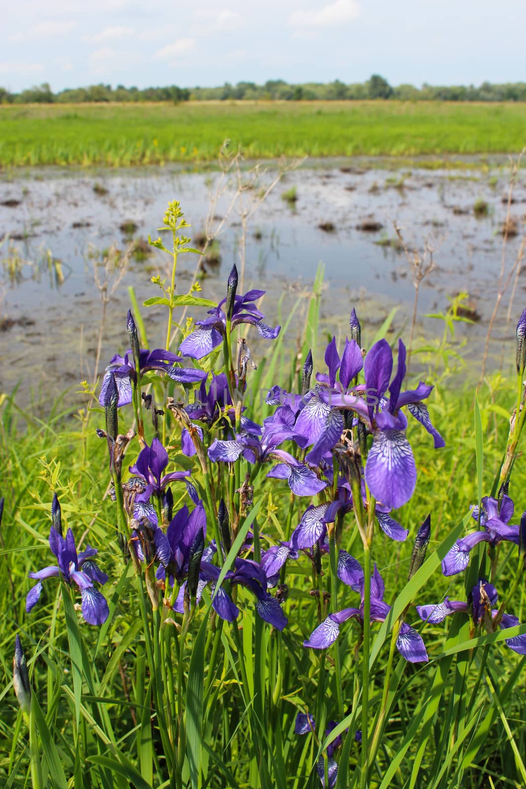image of beautiful flowers of iris besides river