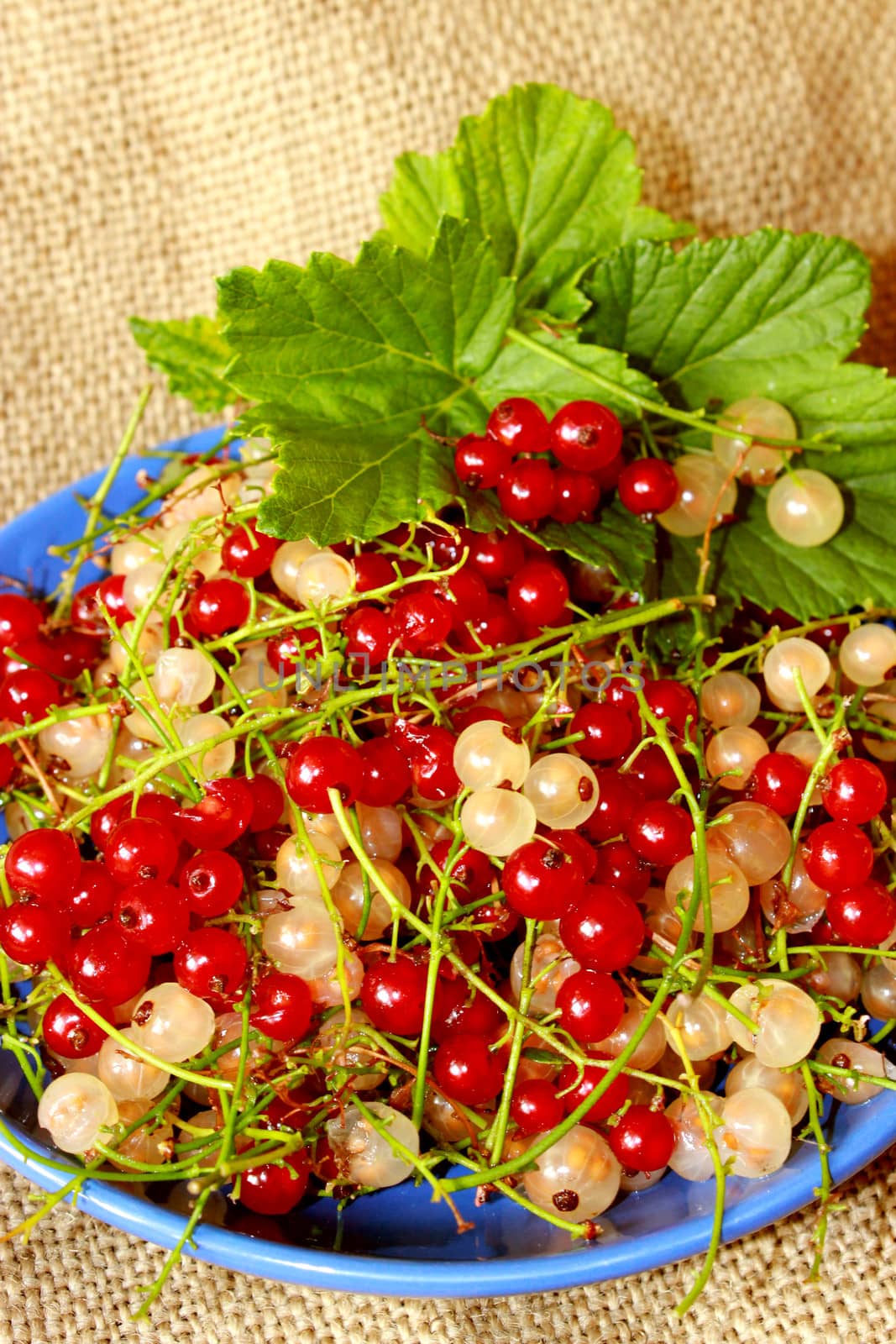 clusters of berries of red and white currant on the plate on brown background