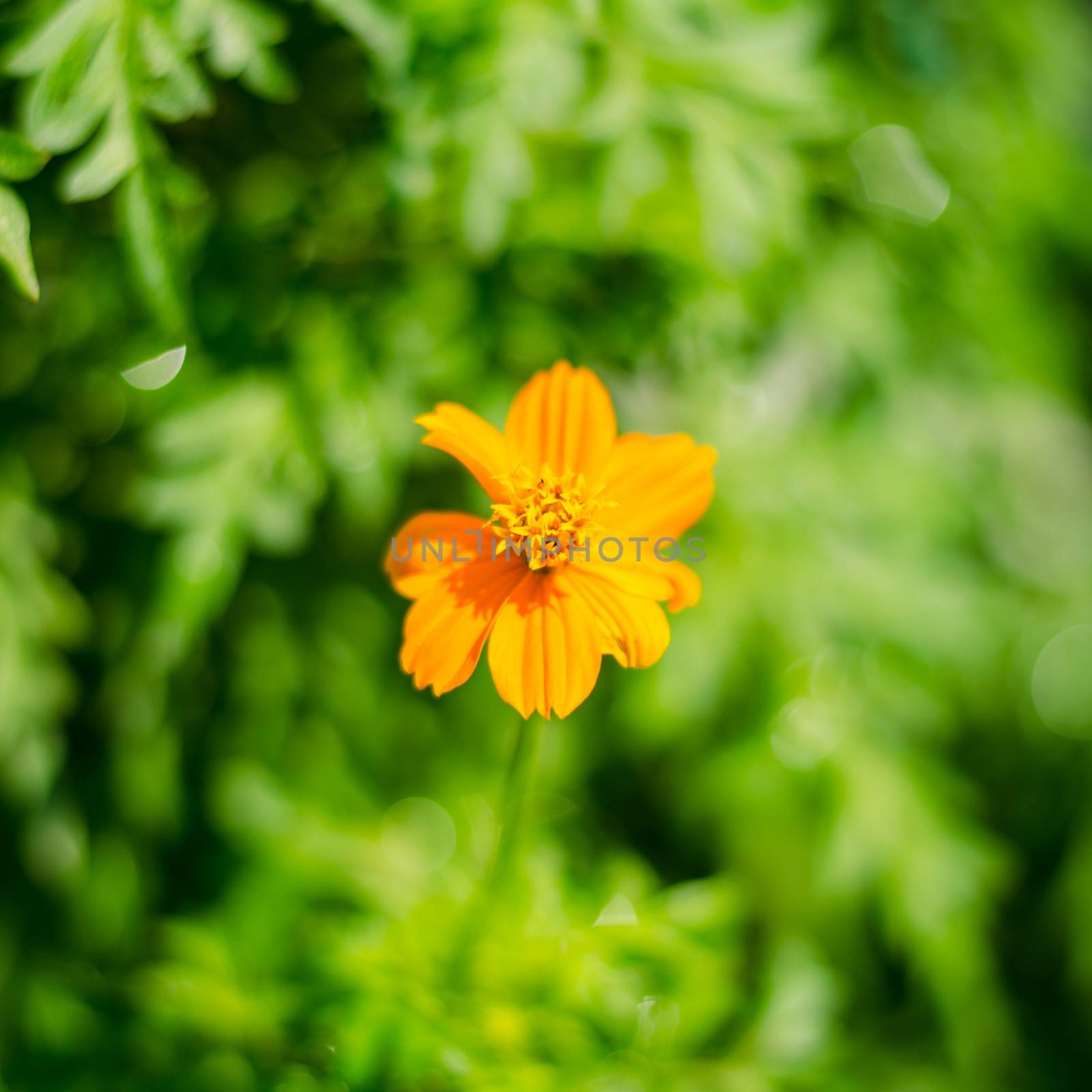  Marigold flower on green leaves background
