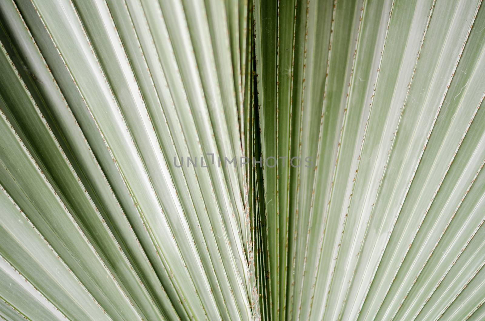 soft green Leaves texture background