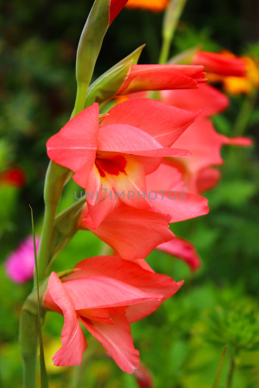 beautiful and bright flower of red gladiolus