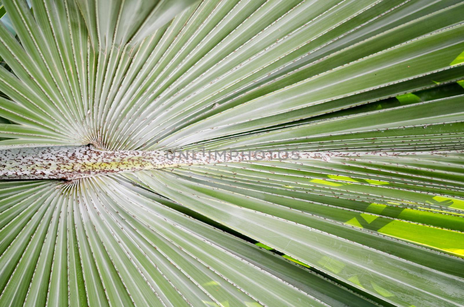 soft green Leaves texture by ammza12