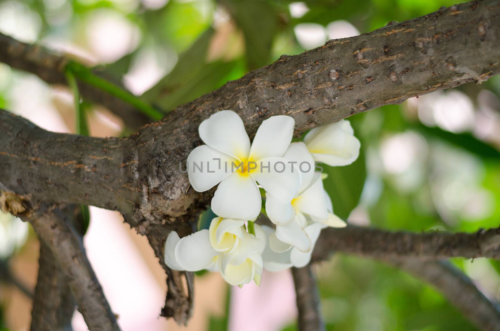 beautiful Frangipani flowers on tree