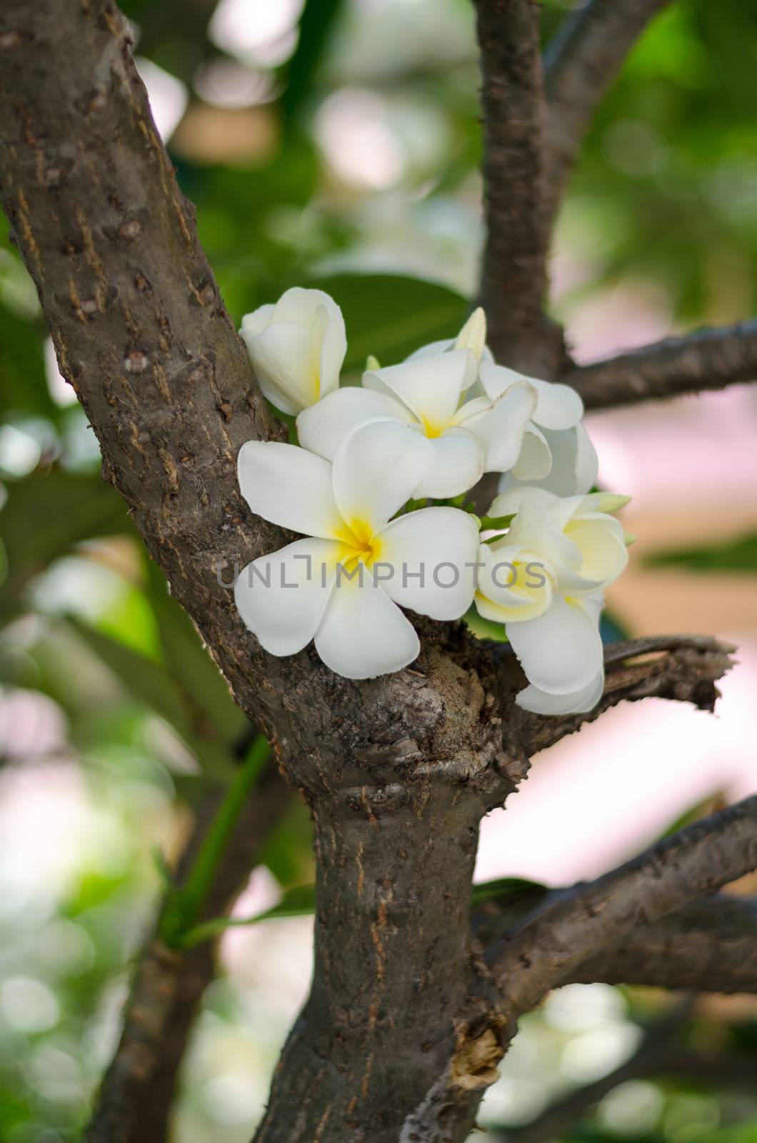 beautiful Frangipani flowers on tree