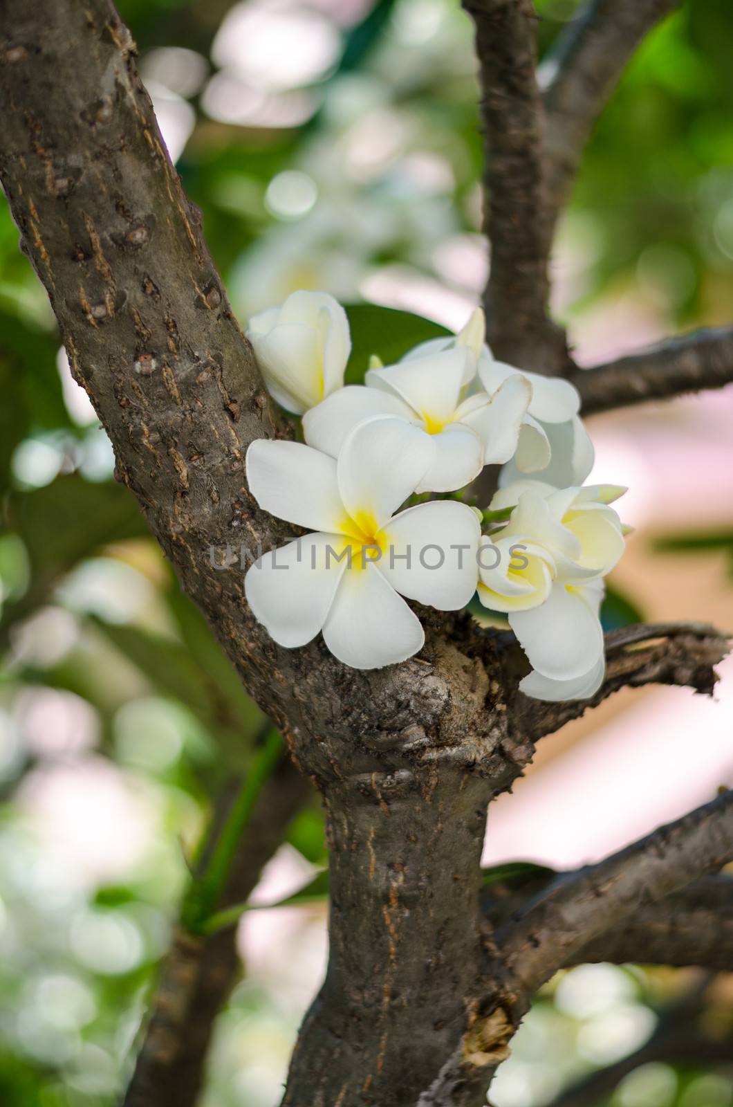 beautiful Frangipani flowers by ammza12