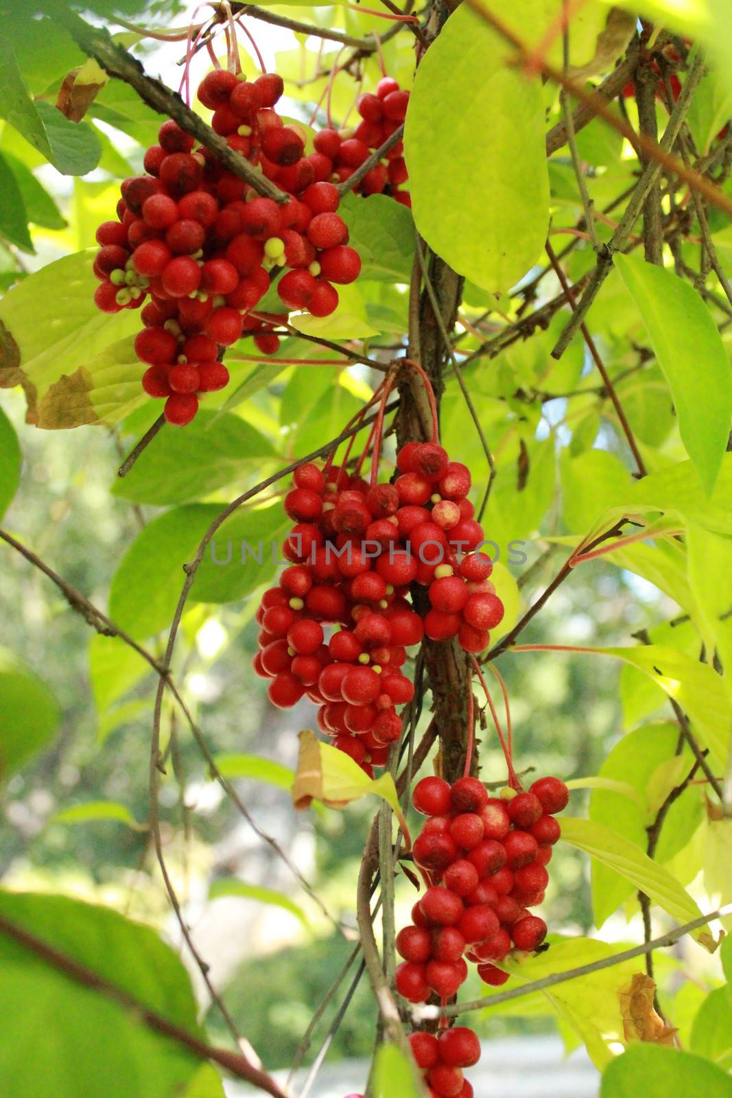image of branch of red ripe schizandra