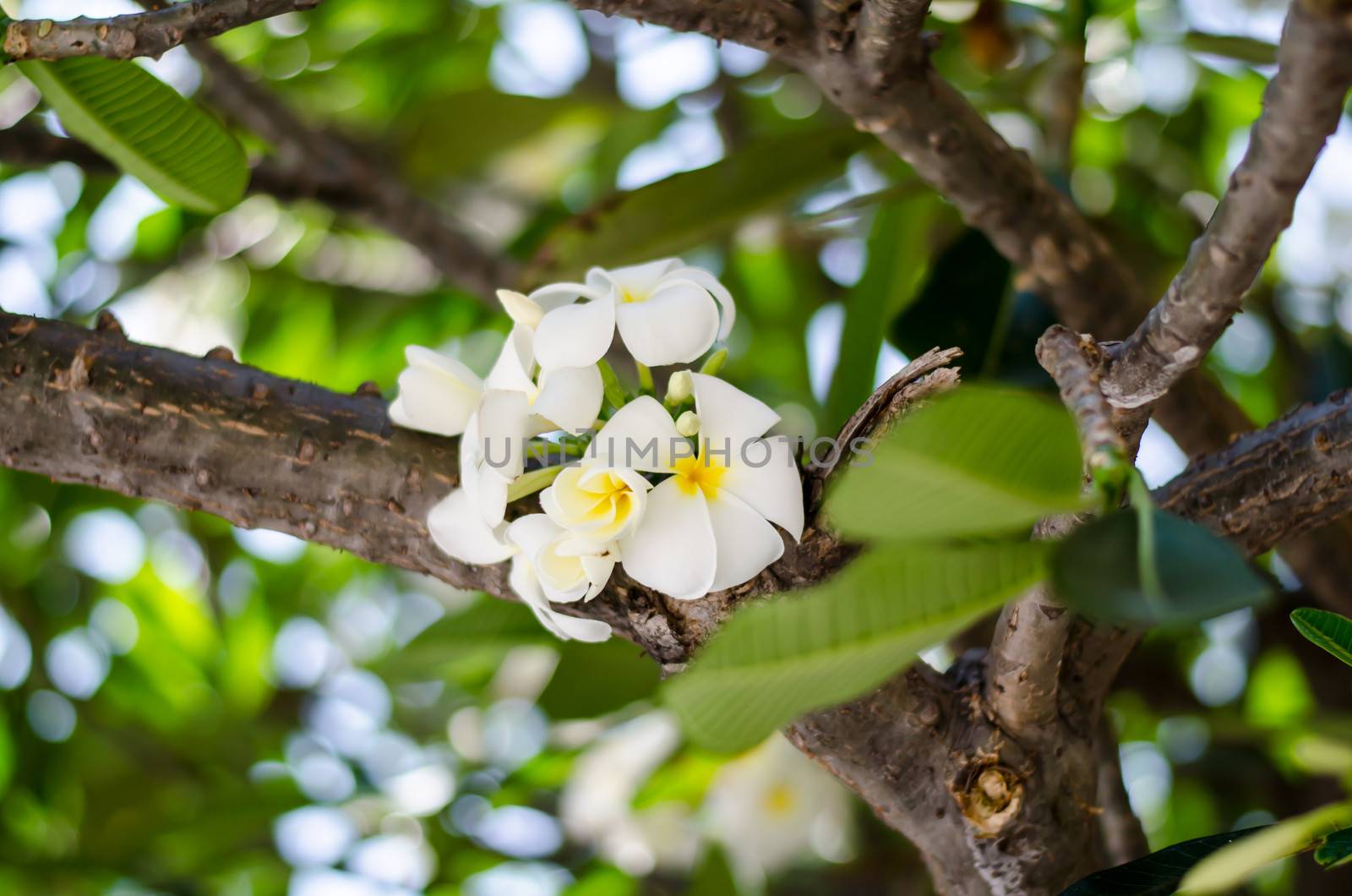 beautiful Frangipani flowers on tree