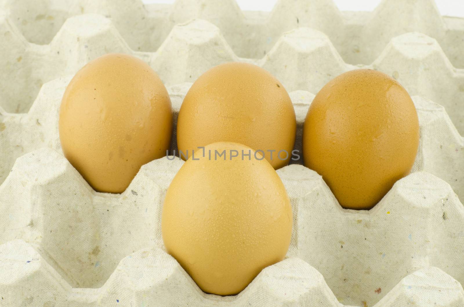 chicken egg in panel eggs