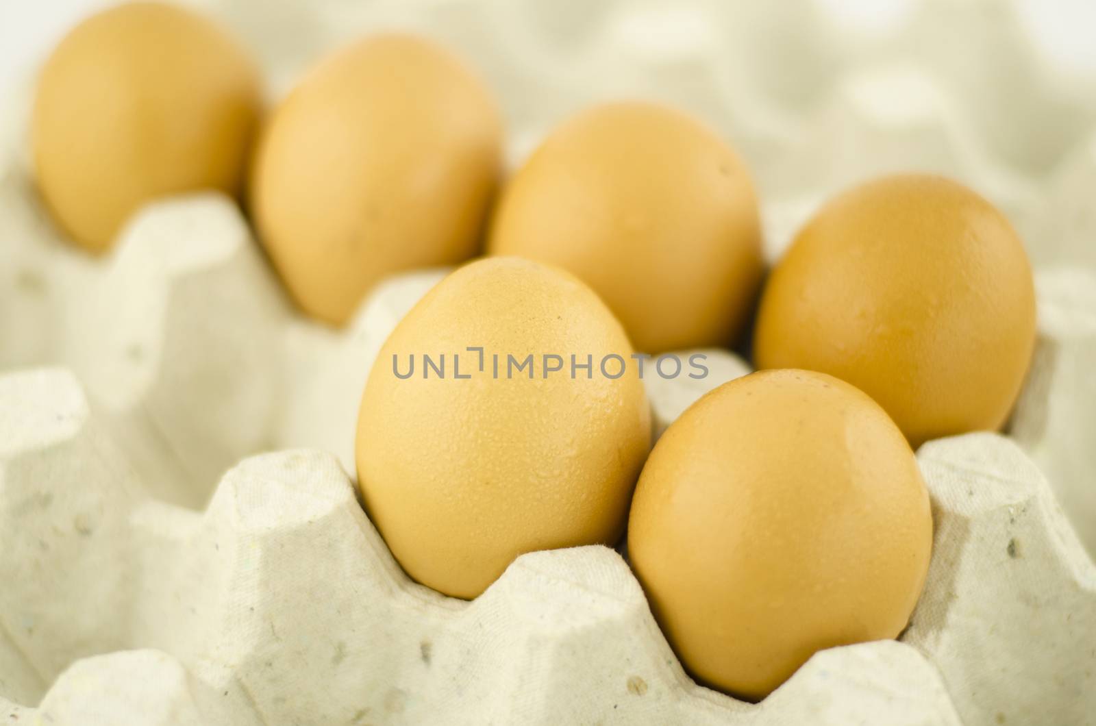 chicken egg in panel eggs