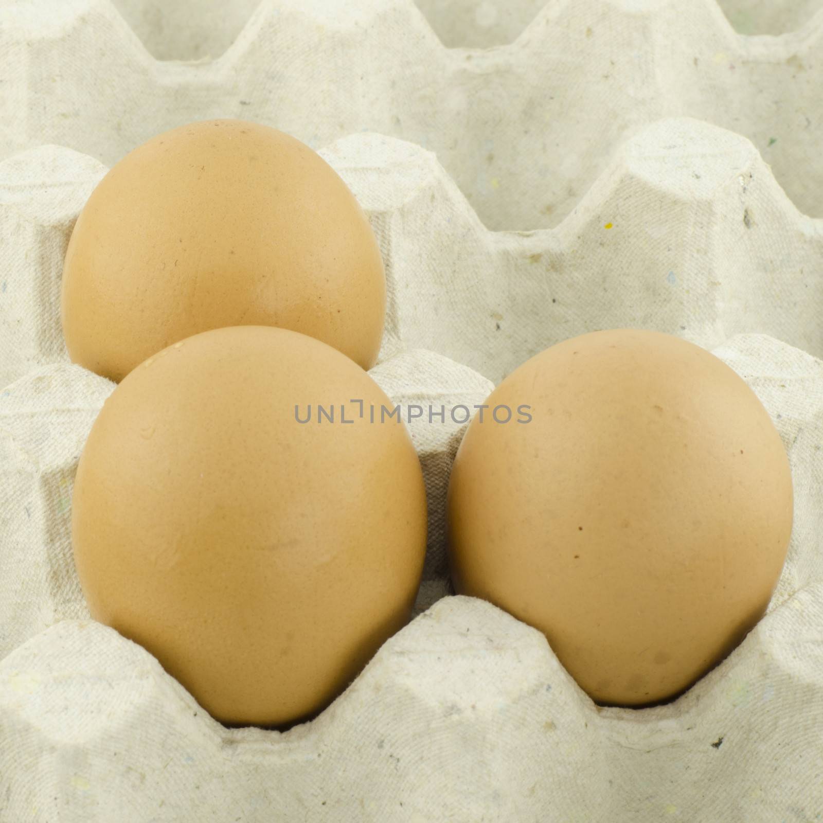 chicken egg in panel eggs