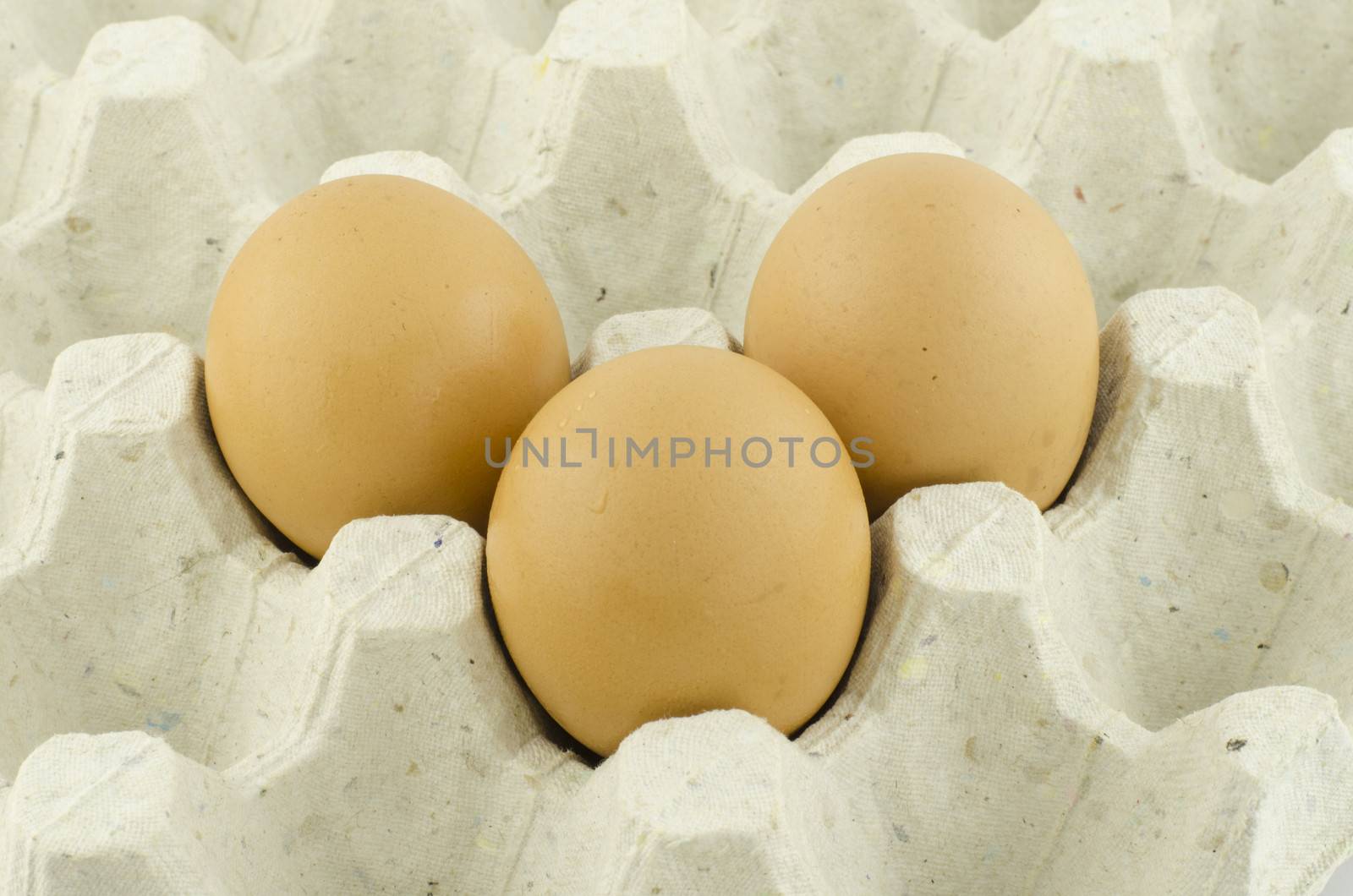 chicken egg in panel eggs