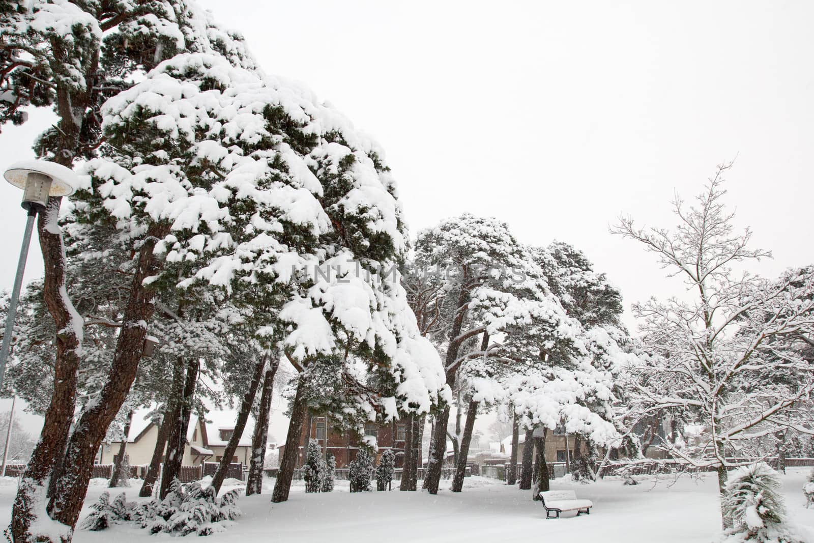 snowfall in the city park