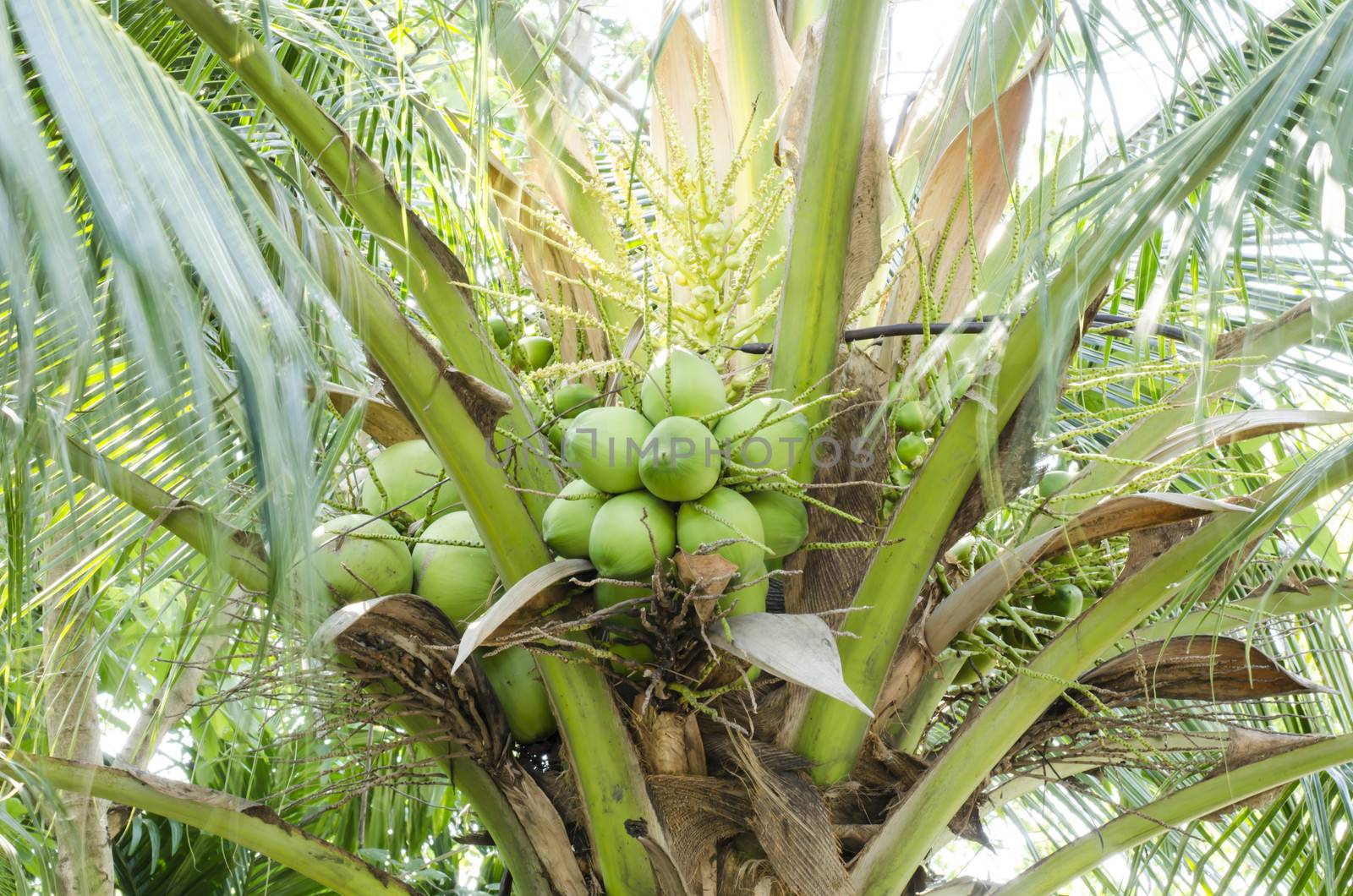 coconut tree with green leaves coconut 
