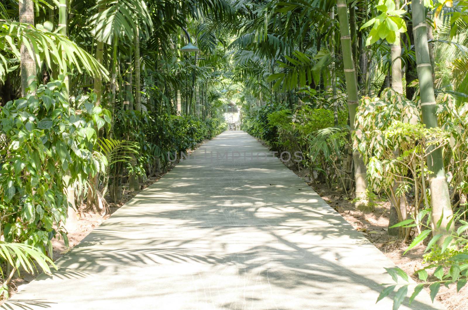 nature Passage with many trees by ammza12