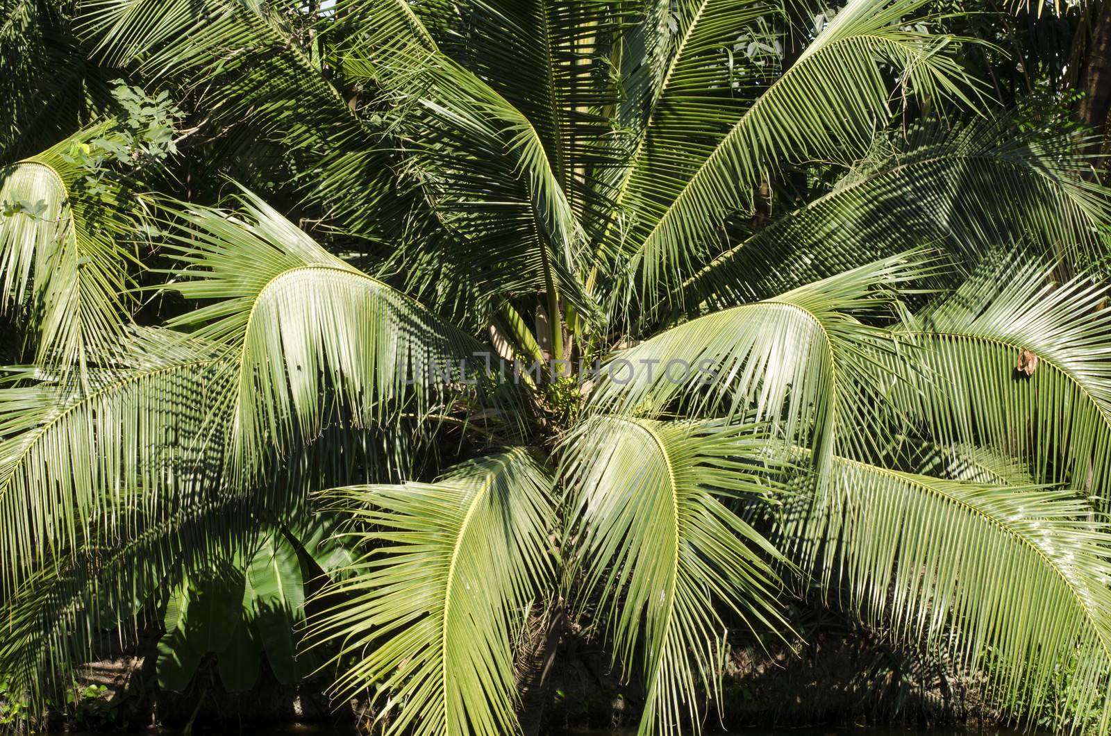 coconut tree with green leaves coconut