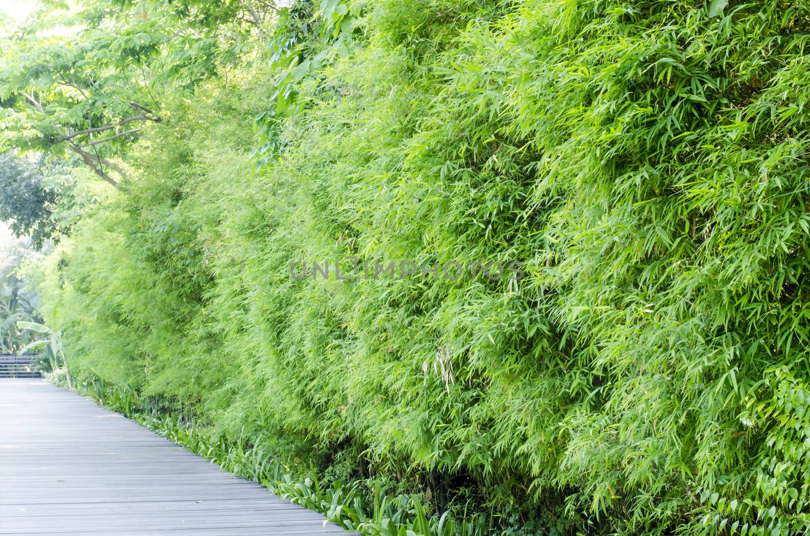 aisa Bamboo groves by ammza12