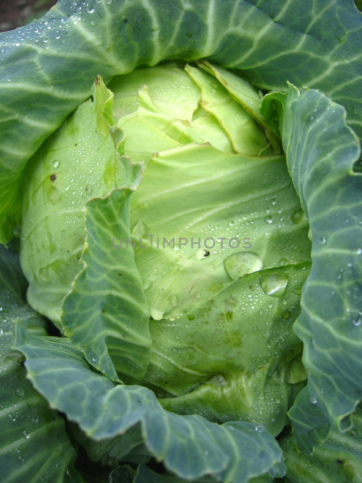 big head of green cabbage by alexmak