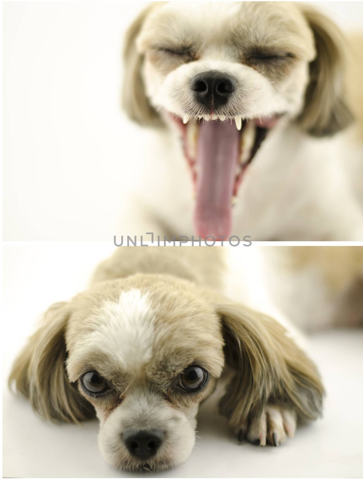 dog pet on white background