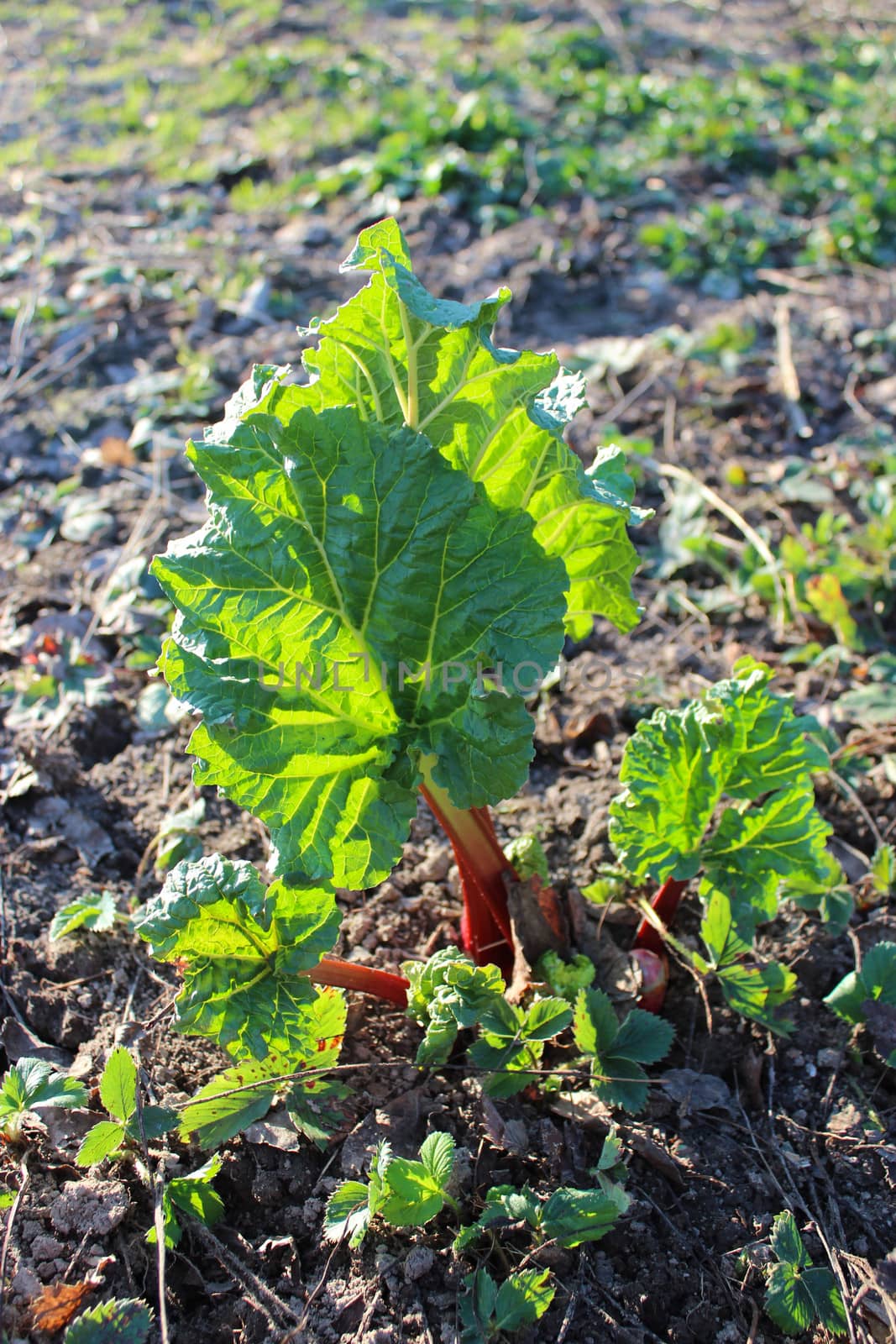 Young sprout of a rhubarb progrown from the ground in the spring