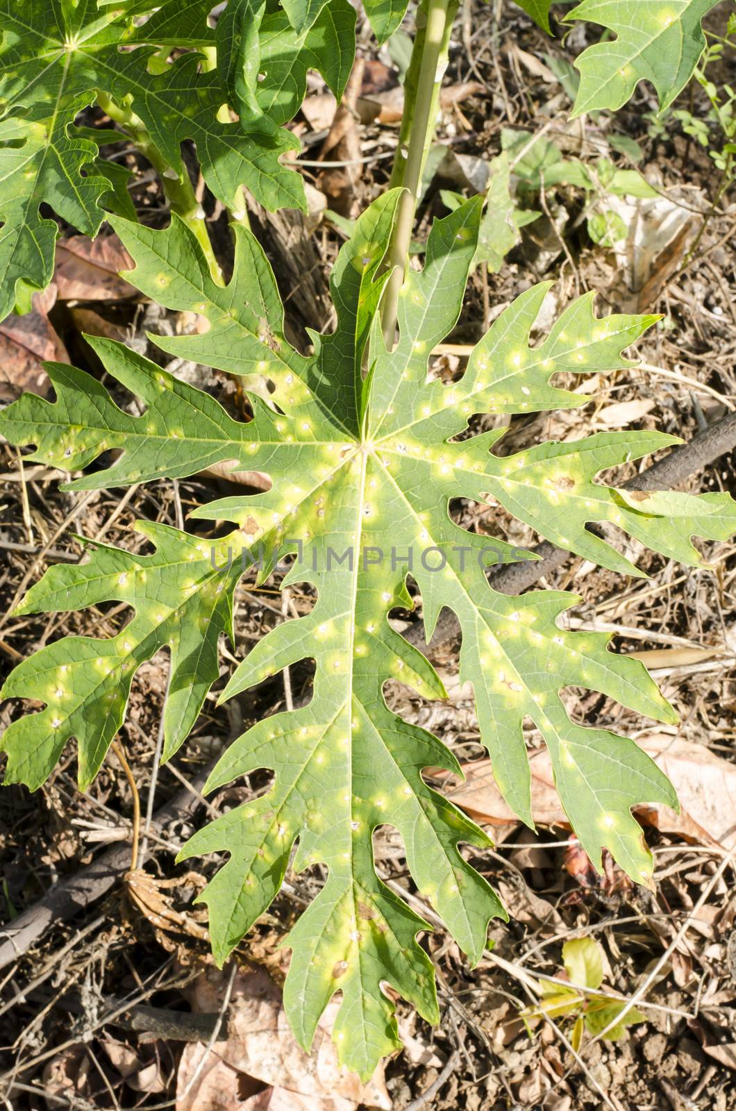 sick papaya leaves 