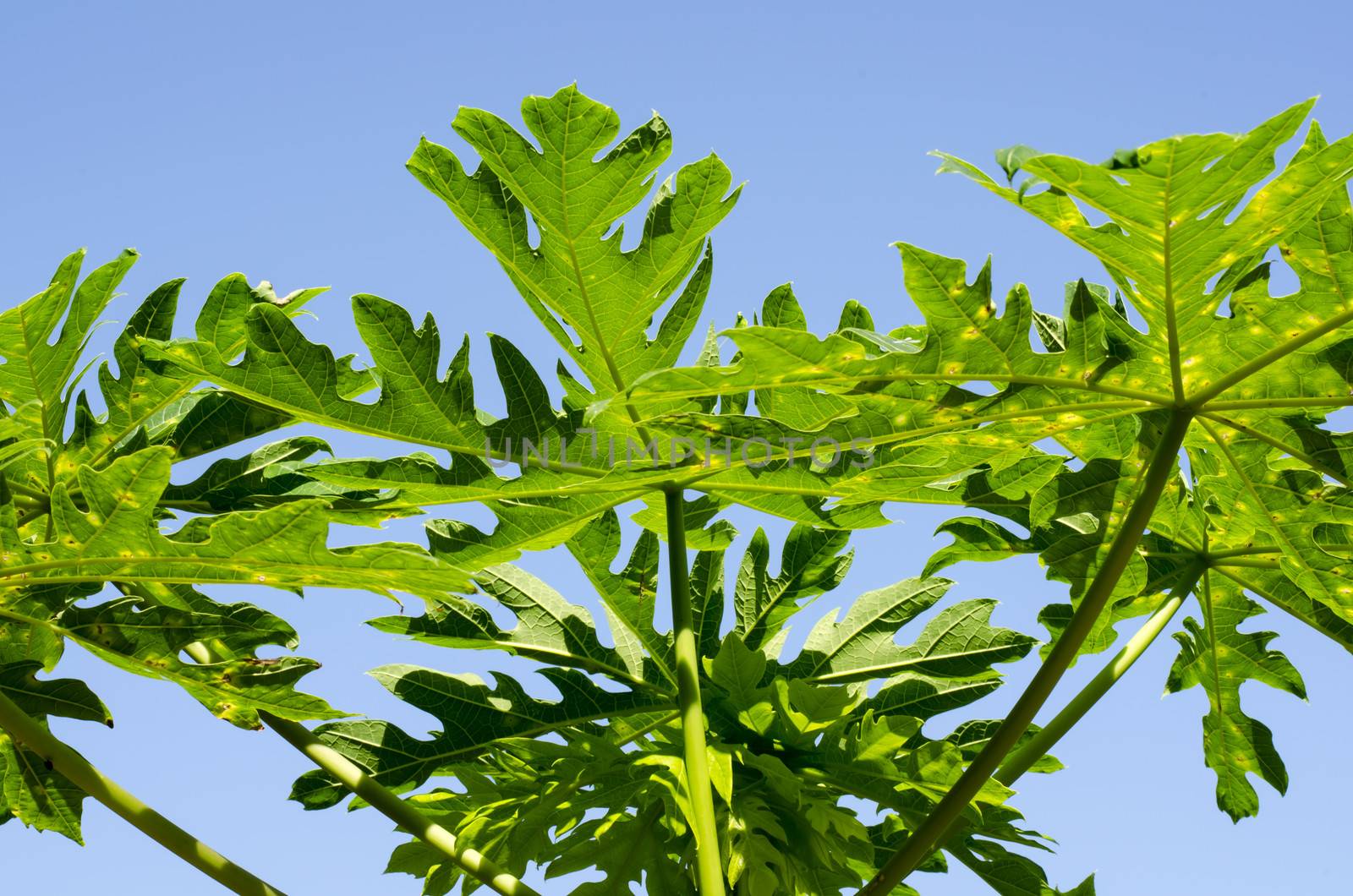 papaya leaves on blue sky background