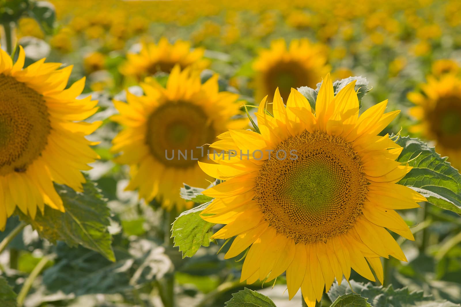 sunflowers by Gabees