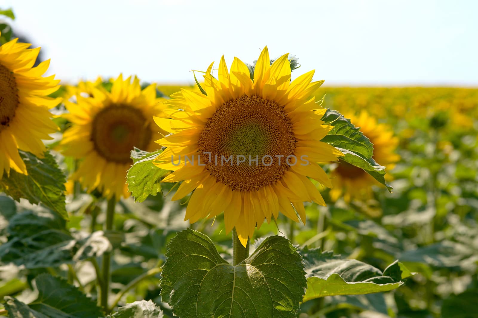 a field of sunflowers in France