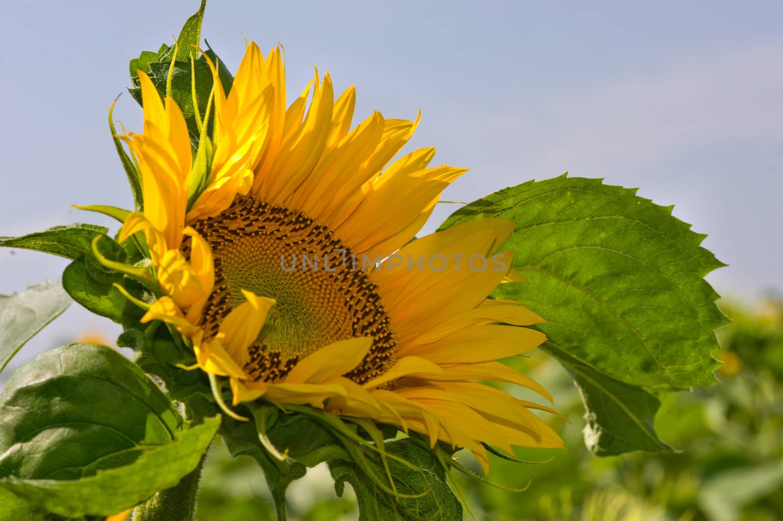 a field of sunflowers in France